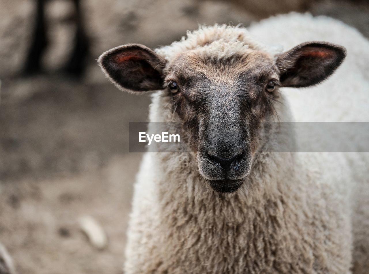 CLOSE-UP PORTRAIT OF AN ANIMAL ON THE FIELD