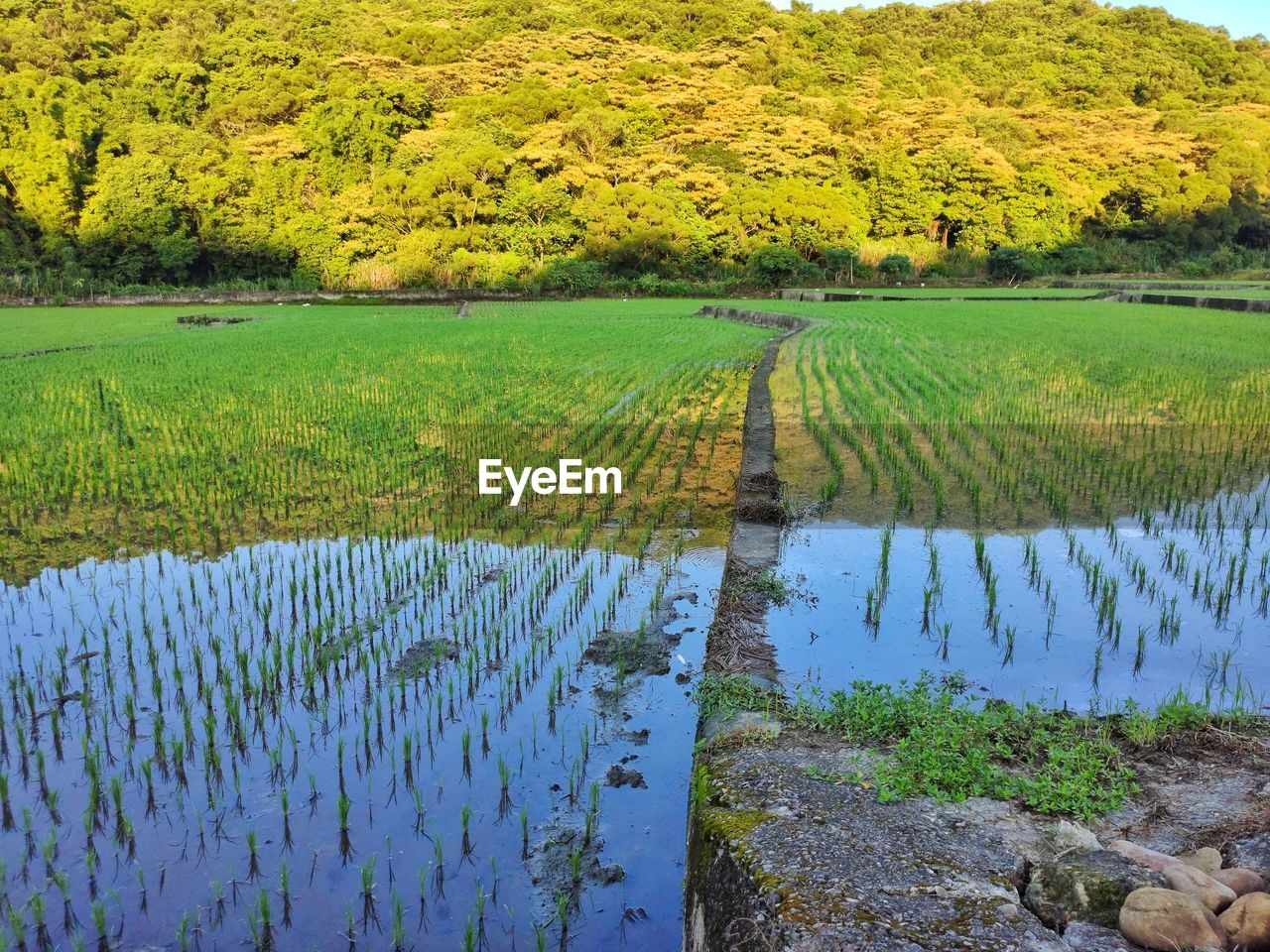 Scenic view of field