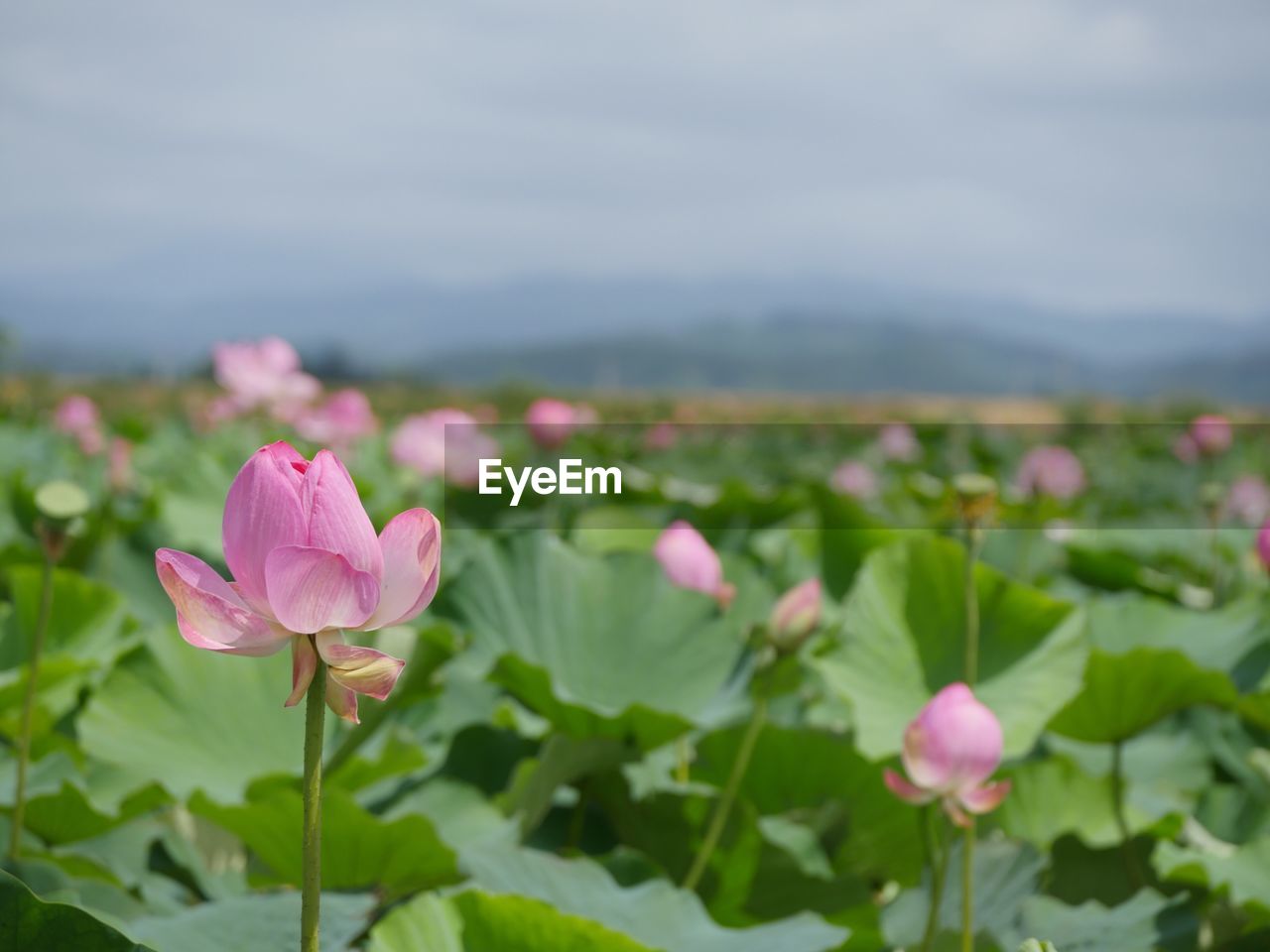 CLOSE-UP OF PINK LOTUS WATER LILY BLOOMING OUTDOORS