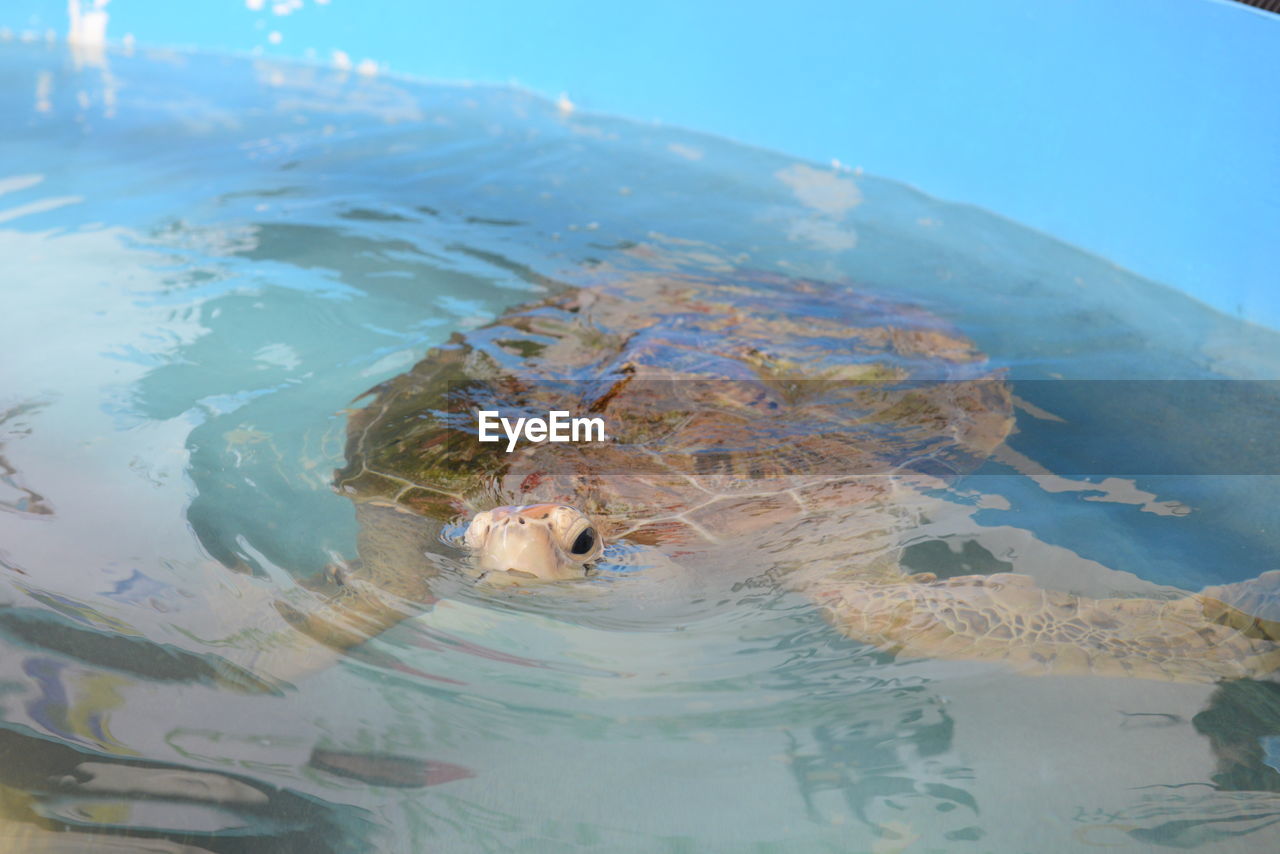 VIEW OF FISH IN SEA