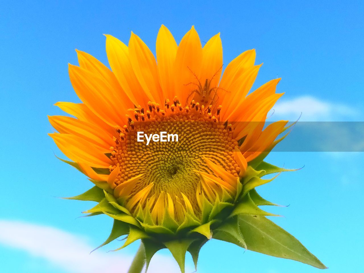CLOSE-UP OF SUNFLOWER