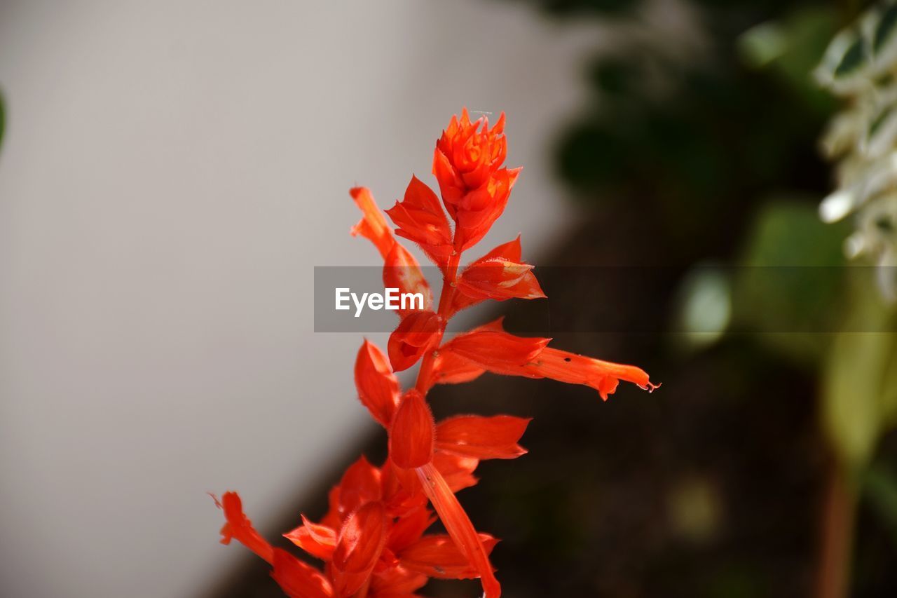 CLOSE-UP OF ORANGE MAPLE LEAF