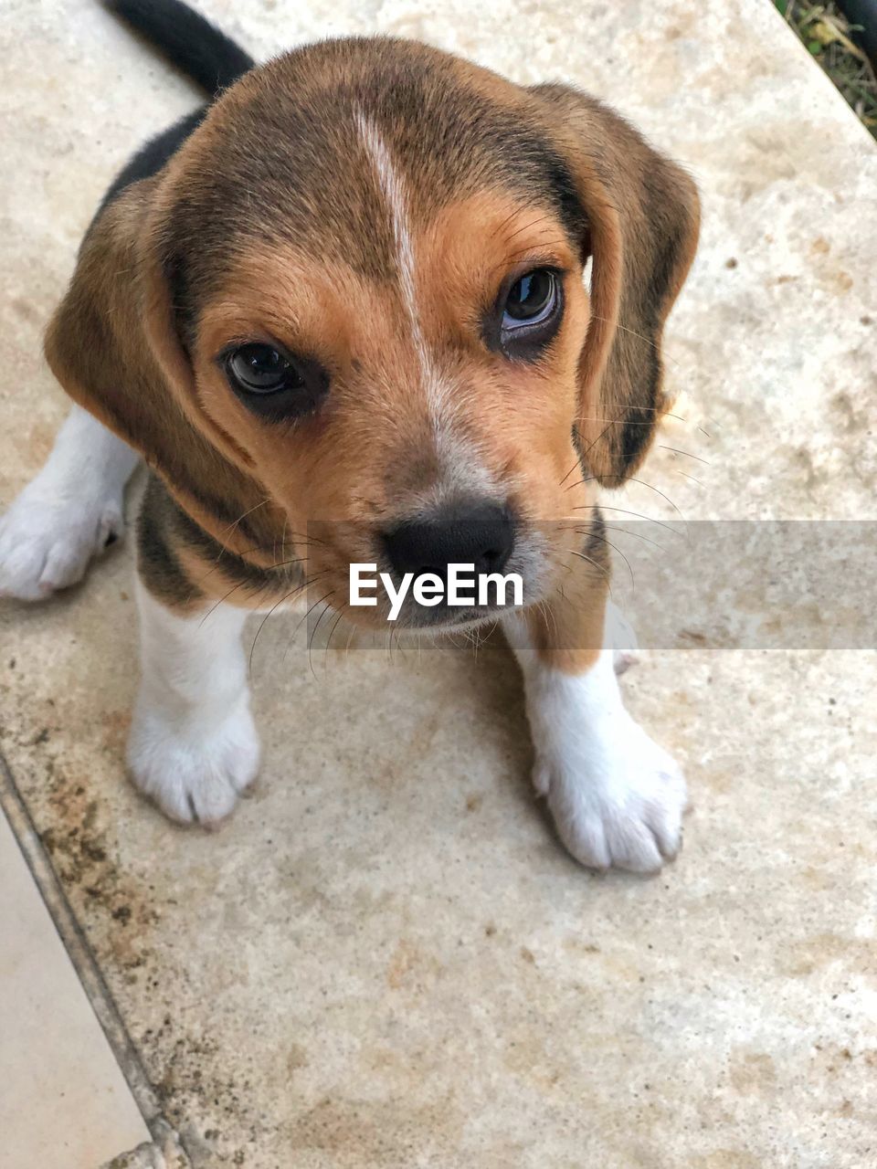 Close-up portrait of a dog