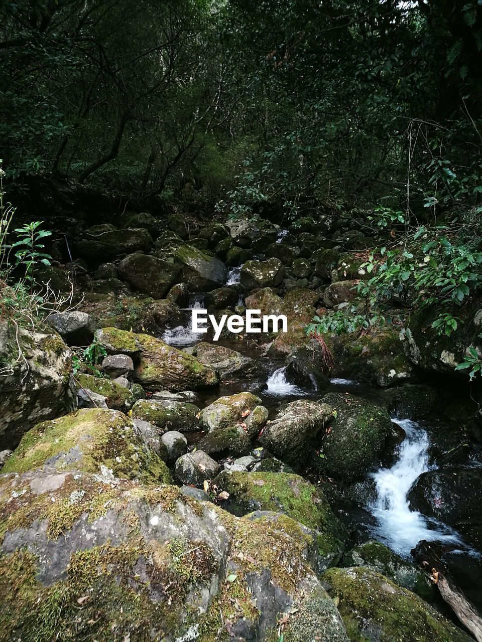 STREAM FLOWING THROUGH FOREST