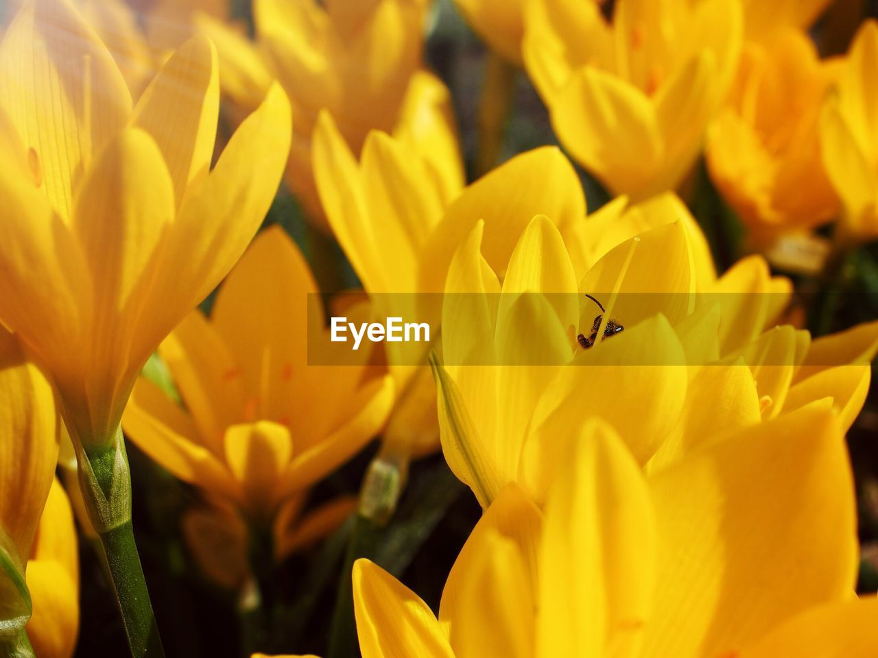 CLOSE-UP OF HONEY BEE ON CROCUS