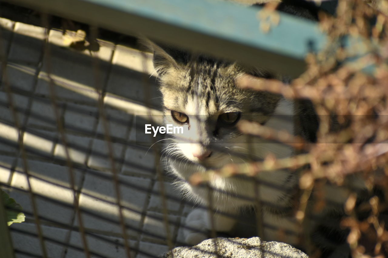 animal, animal themes, mammal, one animal, pet, cat, feline, domestic cat, domestic animals, cage, portrait, no people, looking at camera, carnivore, whiskers, nature, felidae, kitten, animal body part