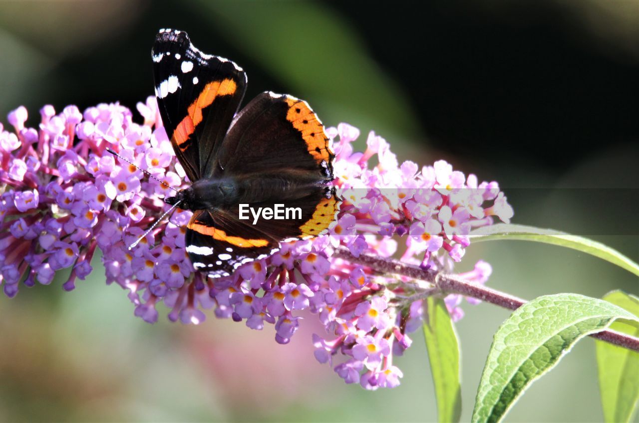 CLOSE-UP OF BUTTERFLY POLLINATING ON FLOWER