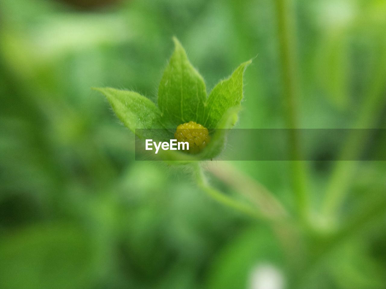 CLOSE UP OF GREEN PLANT