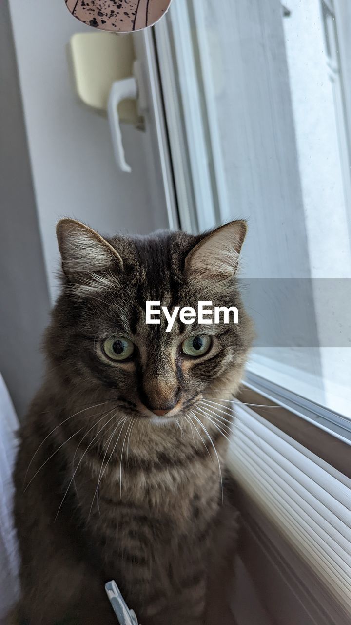 pet, cat, domestic animals, animal themes, animal, mammal, domestic cat, one animal, feline, whiskers, indoors, felidae, carnivore, small to medium-sized cats, no people, looking at camera, portrait, window, home interior, sitting, animal hair, animal body part