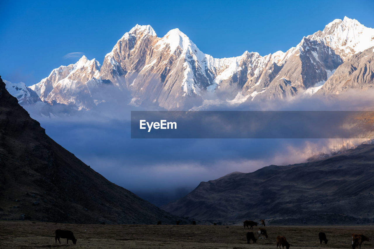 Horses grazing by mountains against sky