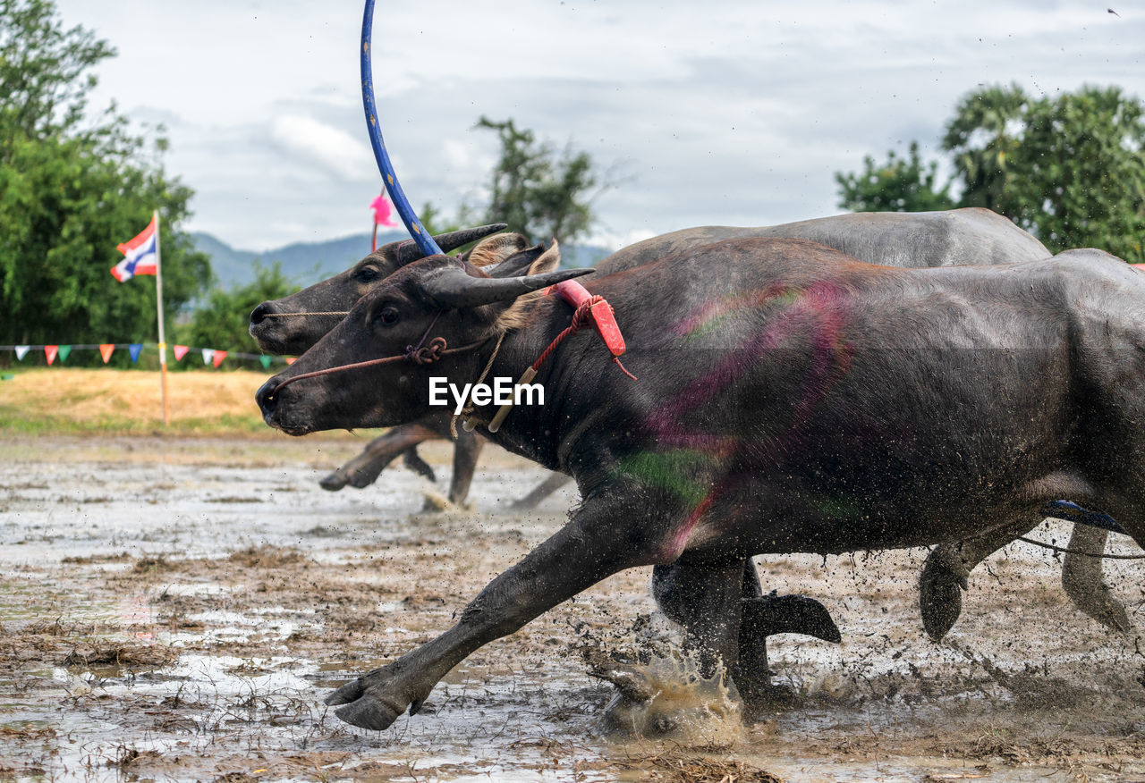 SIDE VIEW OF HORSE ON FIELD