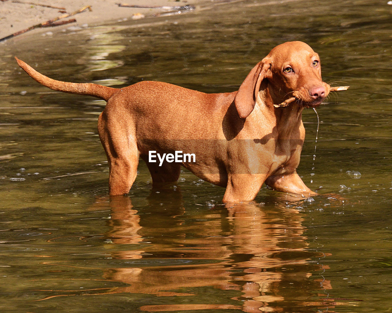 Portrait of vizsla holding stick in lake