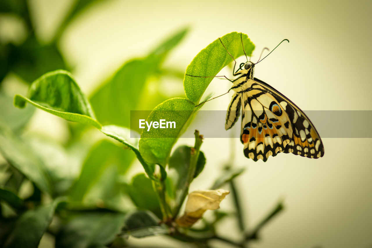 BUTTERFLY ON PLANT