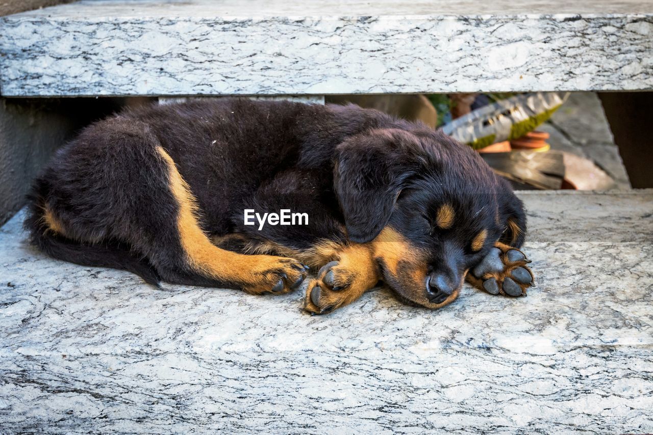 Dog sleeping on steps outdoors