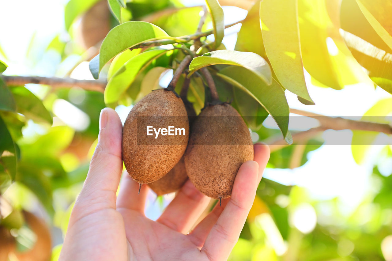 food, food and drink, fruit, hand, healthy eating, plant, leaf, tree, freshness, plant part, produce, wellbeing, nature, holding, growth, agriculture, organic, fruit tree, ripe, adult, flower, outdoors, one person, close-up, kiwi, tropical fruit, sunlight, lifestyles, day, juicy, branch, summer, women, focus on foreground