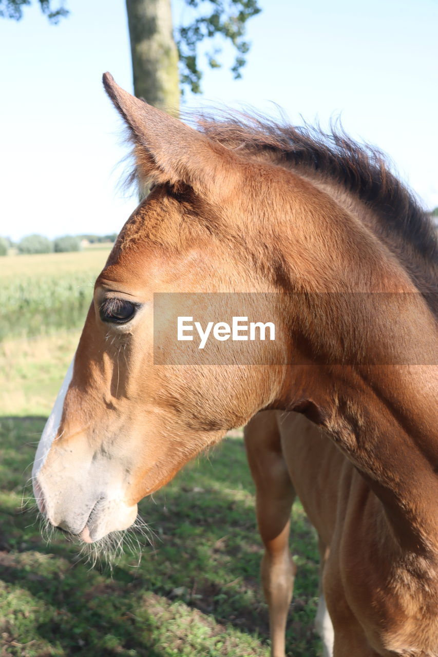 animal themes, animal, one animal, mammal, animal body part, animal wildlife, human head, domestic animals, animal head, nature, wildlife, day, close-up, pet, outdoors, horse, brown, livestock, nose, tree