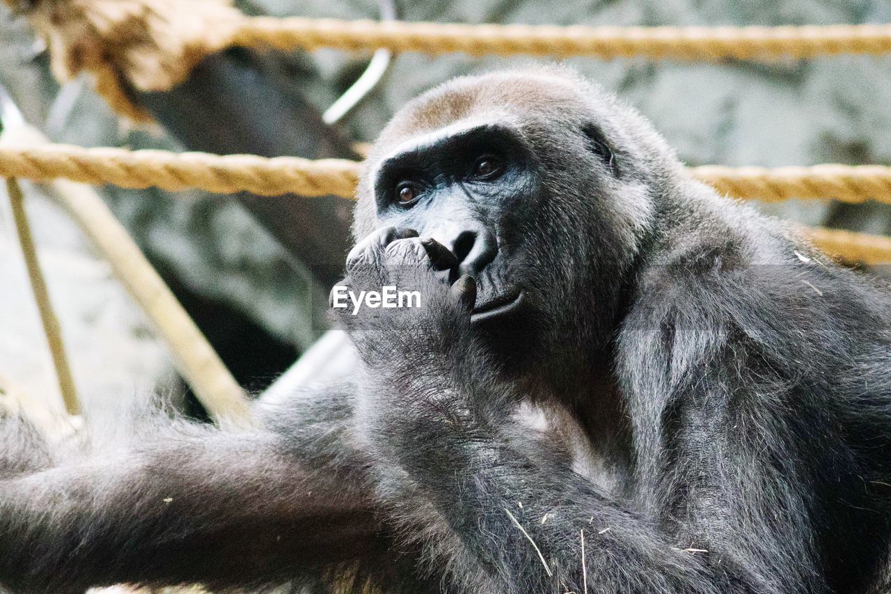 CLOSE-UP PORTRAIT OF BLACK AT ZOO