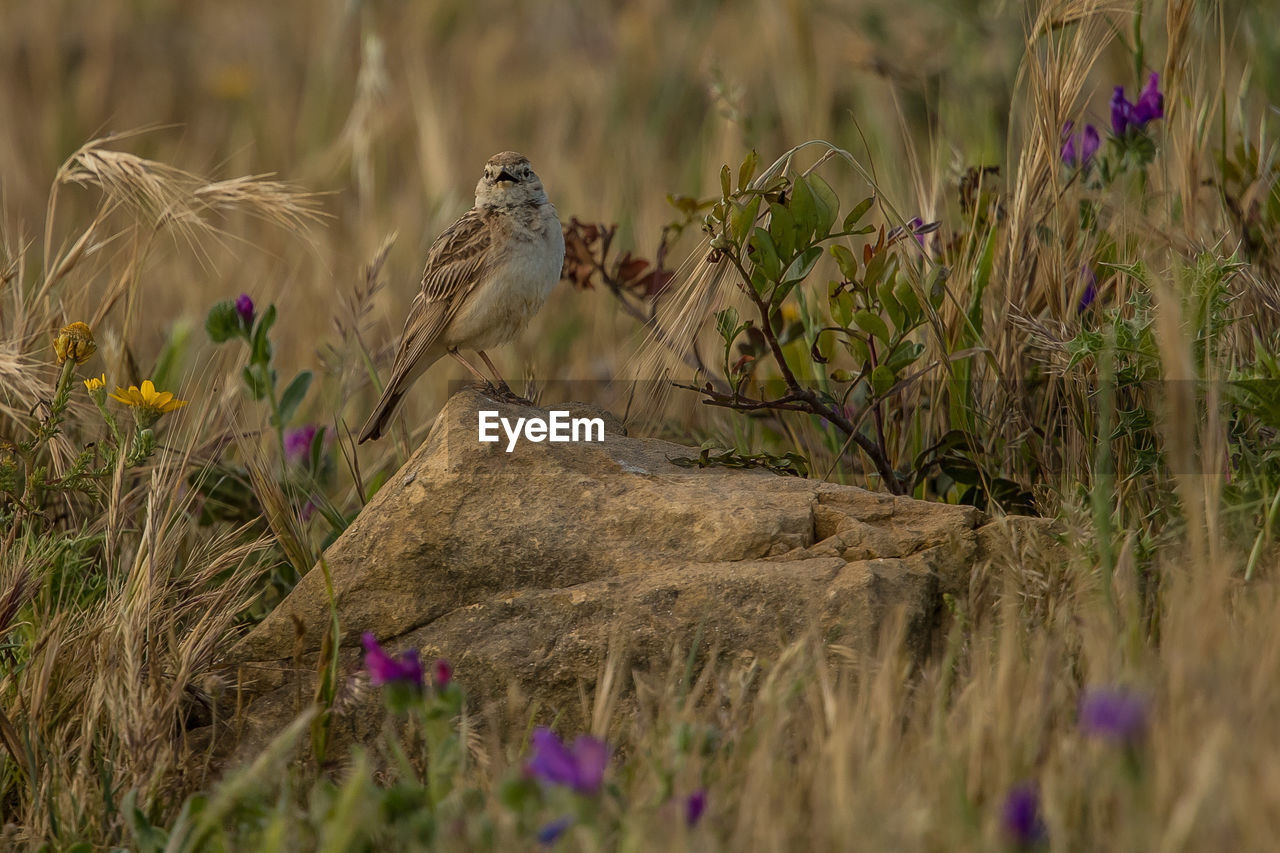 Bird perching on rock