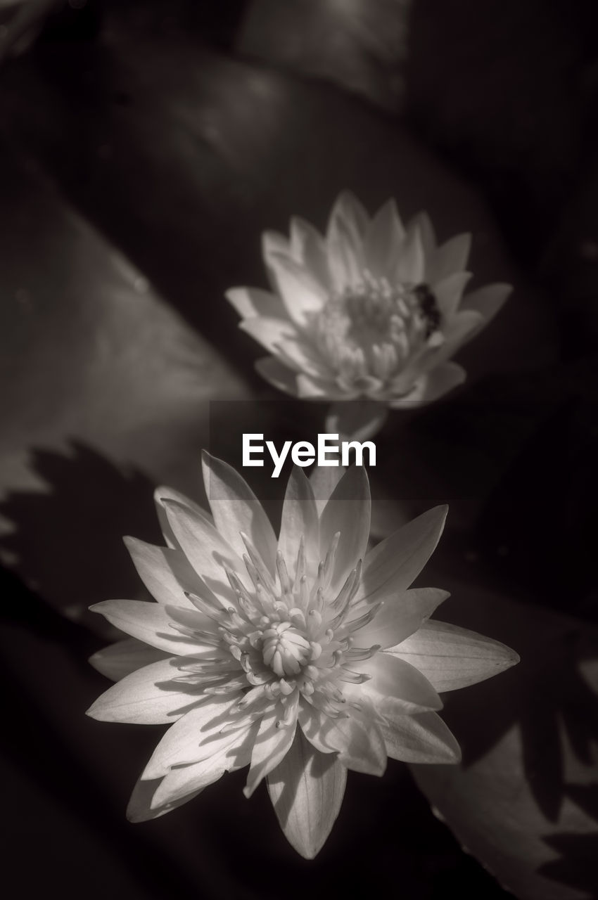 Close-up of lotus water lily in pond