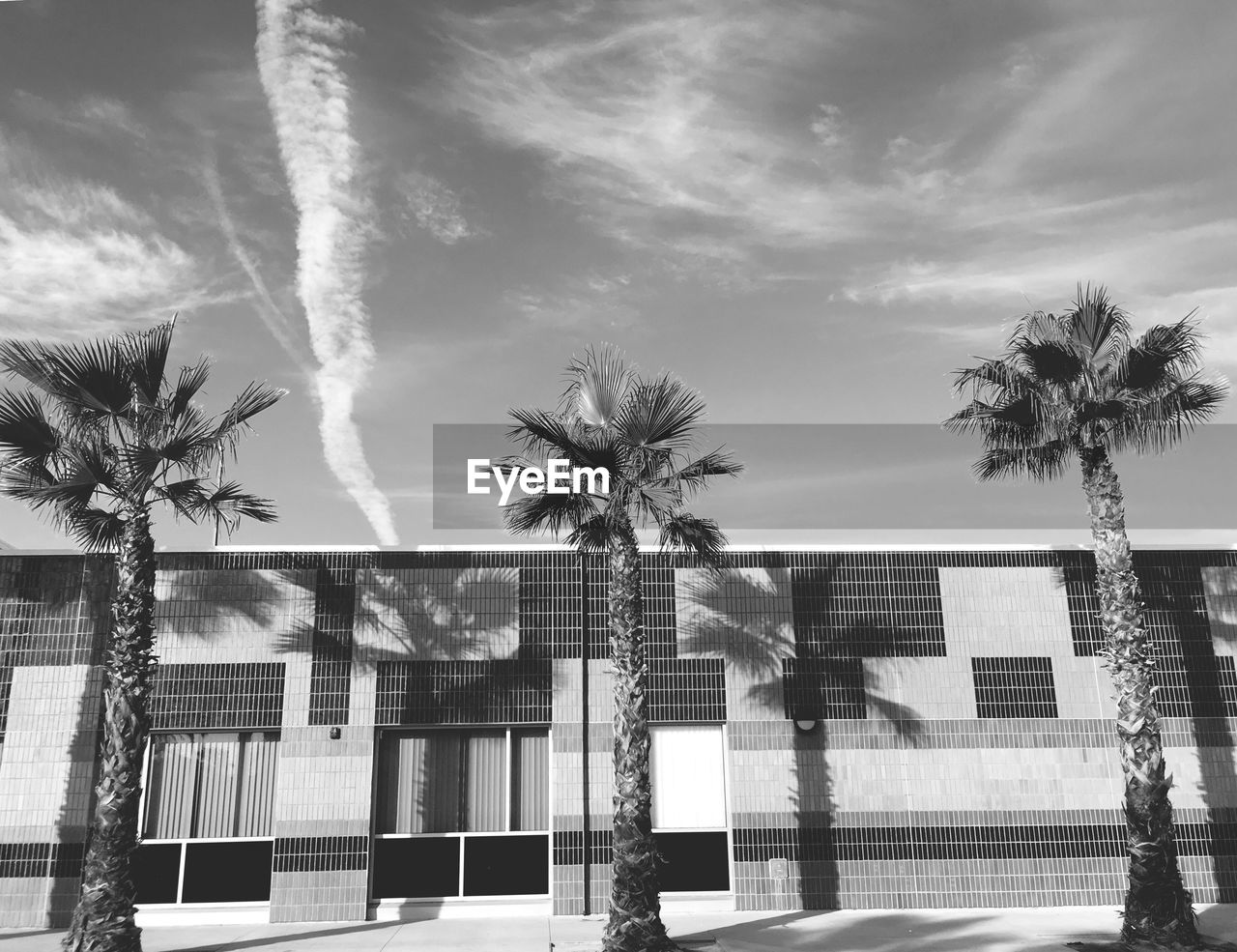 LOW ANGLE VIEW OF COCONUT PALM TREE AGAINST BUILDING