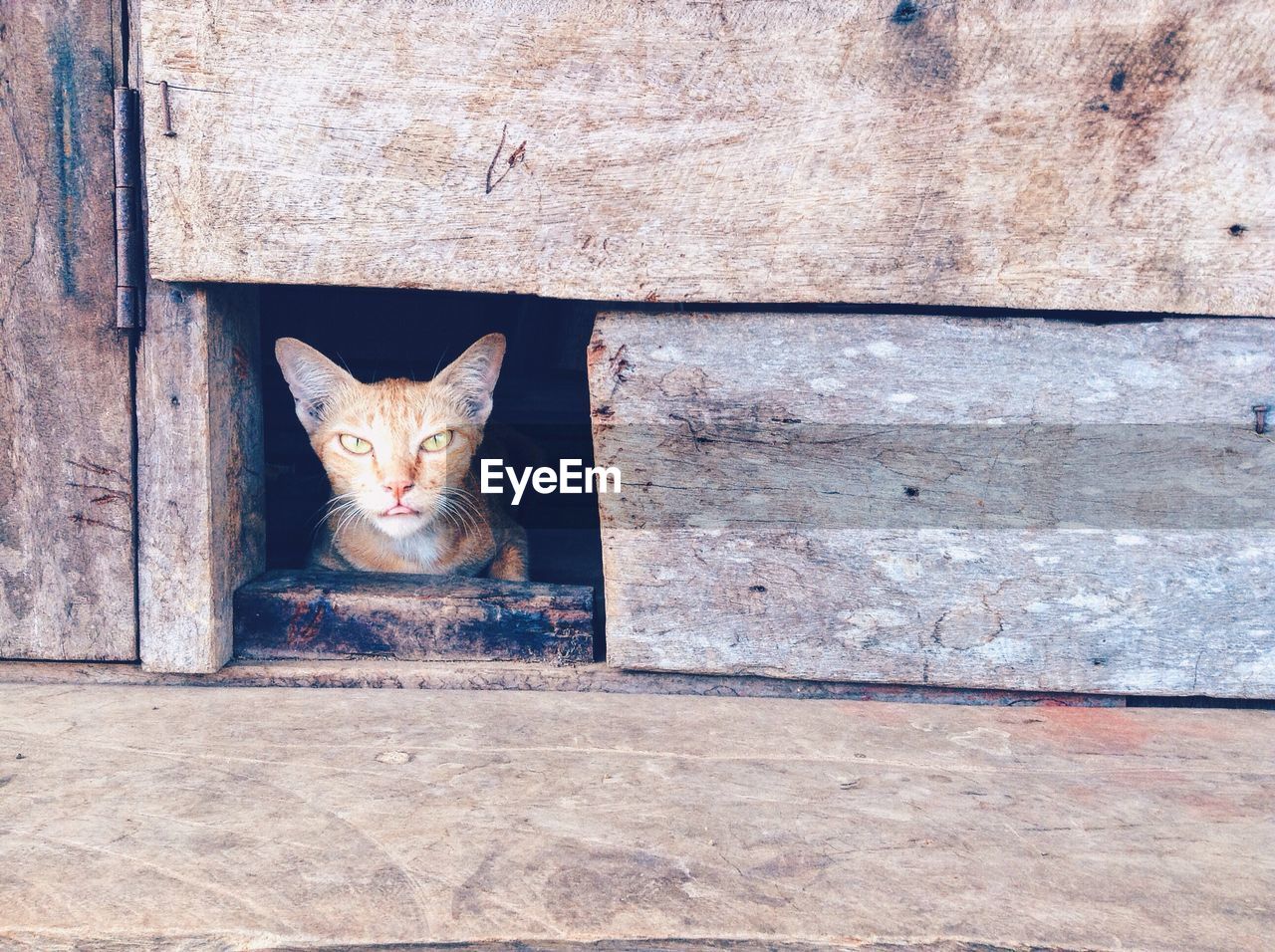 Close-up of cat peeking from hole