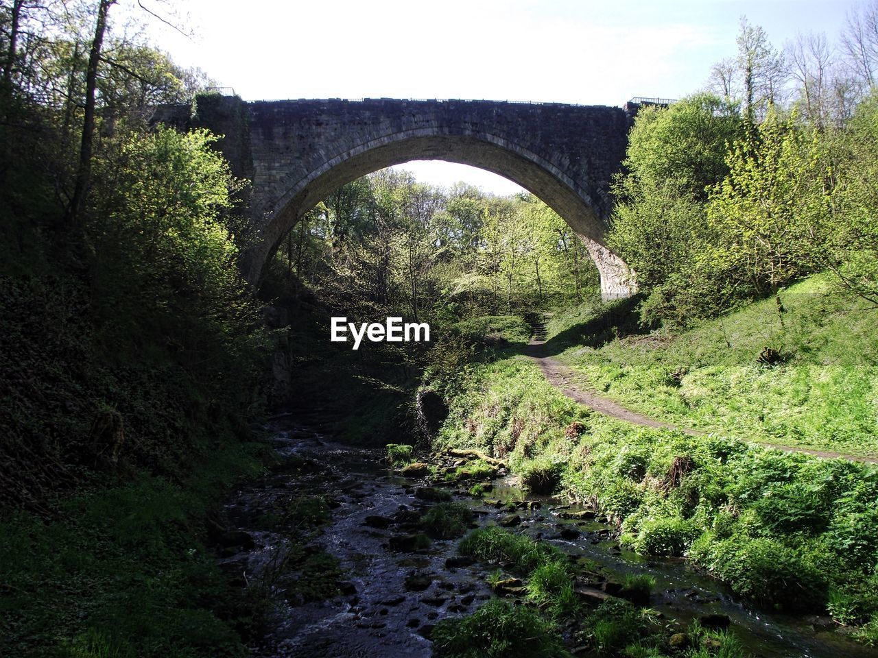 Bridge over river in forest