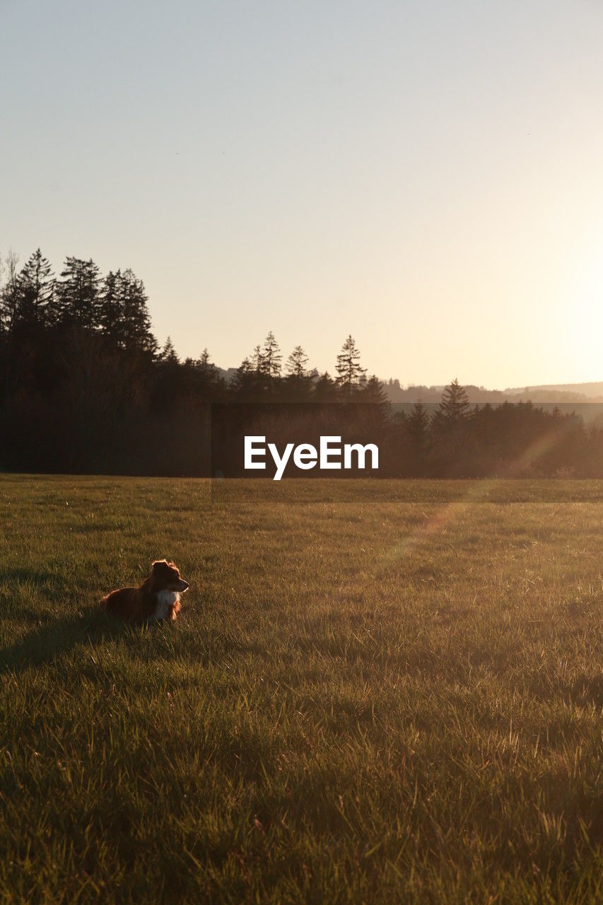 morning, horizon, sky, plant, field, nature, sunlight, landscape, environment, dawn, grass, natural environment, sunrise, land, prairie, rural area, plain, hill, animal, animal themes, mammal, tree, grassland, one animal, tranquility, agriculture, beauty in nature, domestic animals, rural scene, pet, scenics - nature, tranquil scene, copy space, canine, dog, sun, clear sky, outdoors, autumn, one person, cloud, animal wildlife, meadow, day, twilight, non-urban scene, steppe