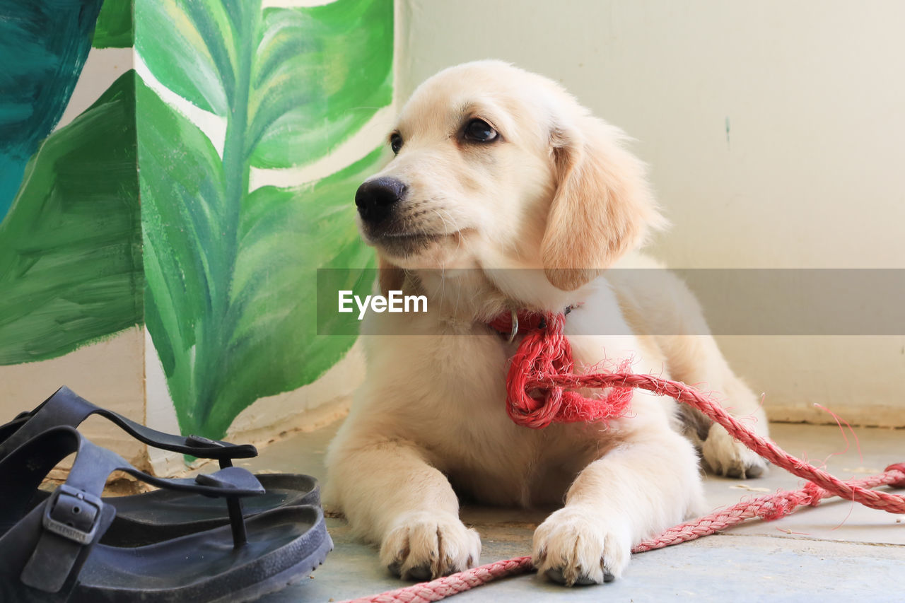 CLOSE-UP OF A DOG LOOKING AWAY OUTDOORS