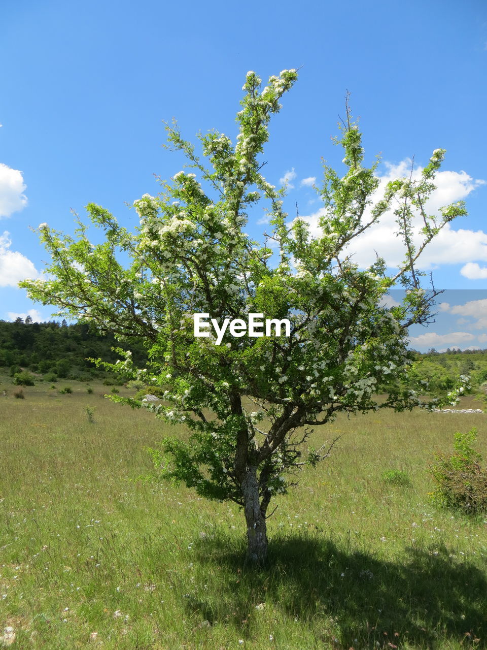 TREE AGAINST SKY