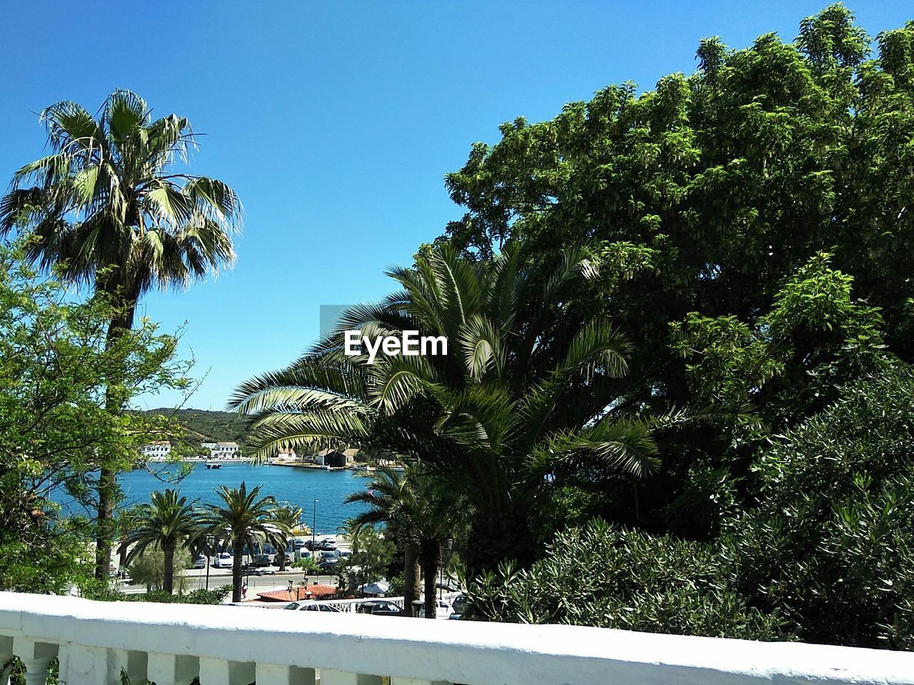 PALM TREES AGAINST SWIMMING POOL