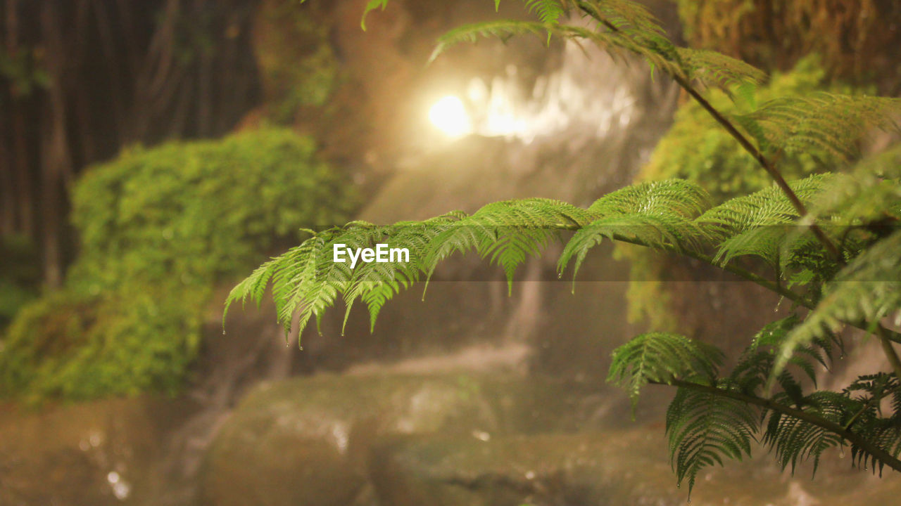 Close-up of fern against trees