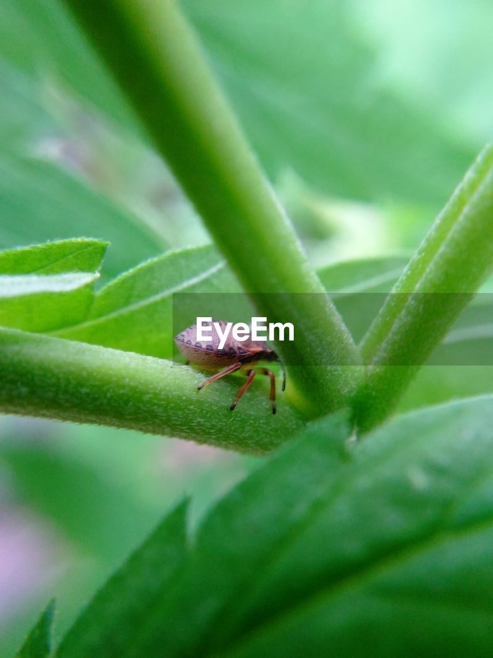 Close-up of insect on plant