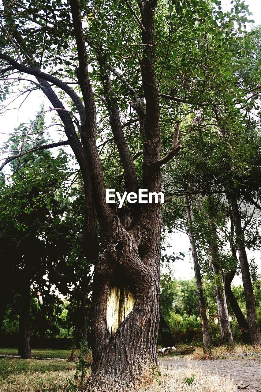 VIEW OF TREES IN FOREST