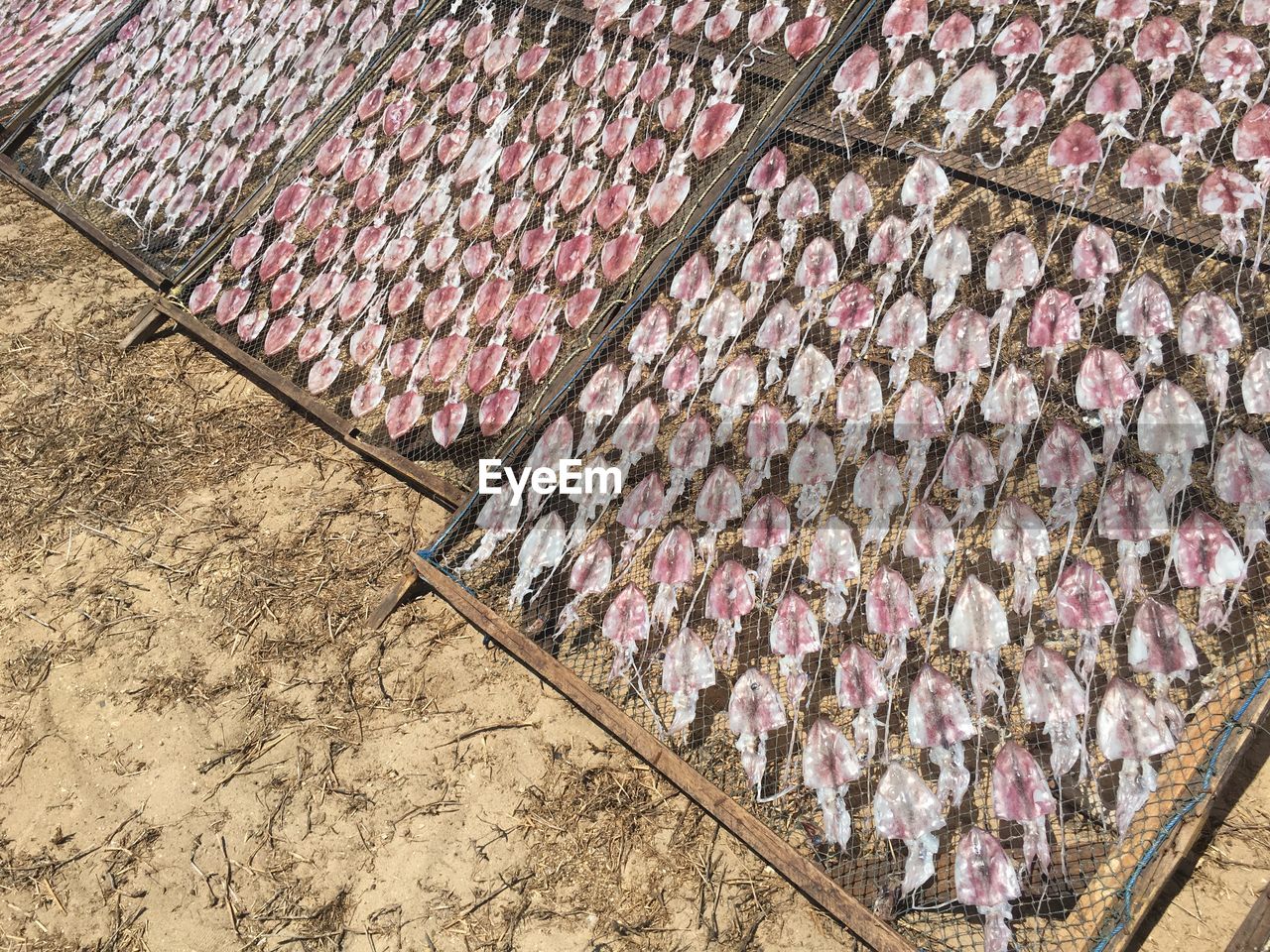 High angle view of squids drying outdoors