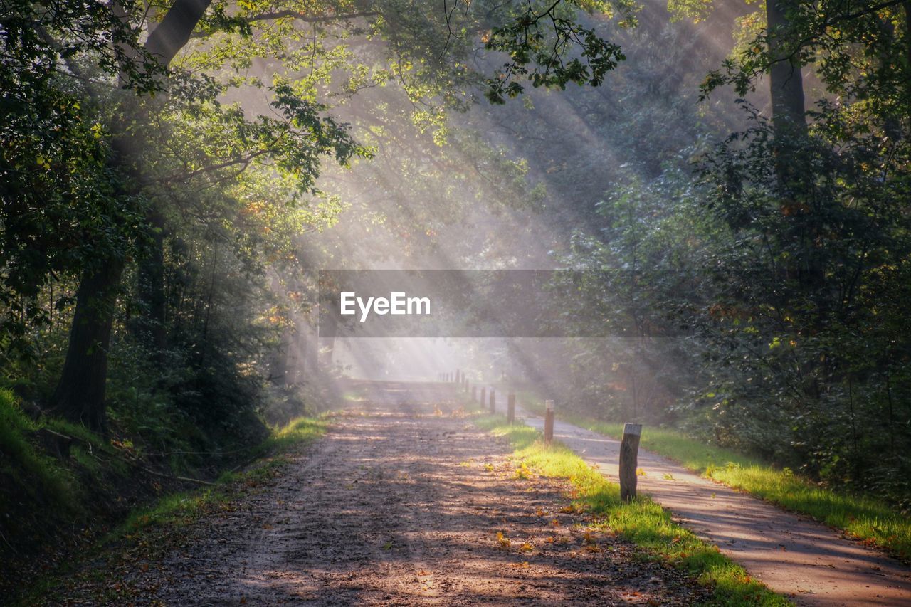 Sunbeam falling on empty road amidst trees on field