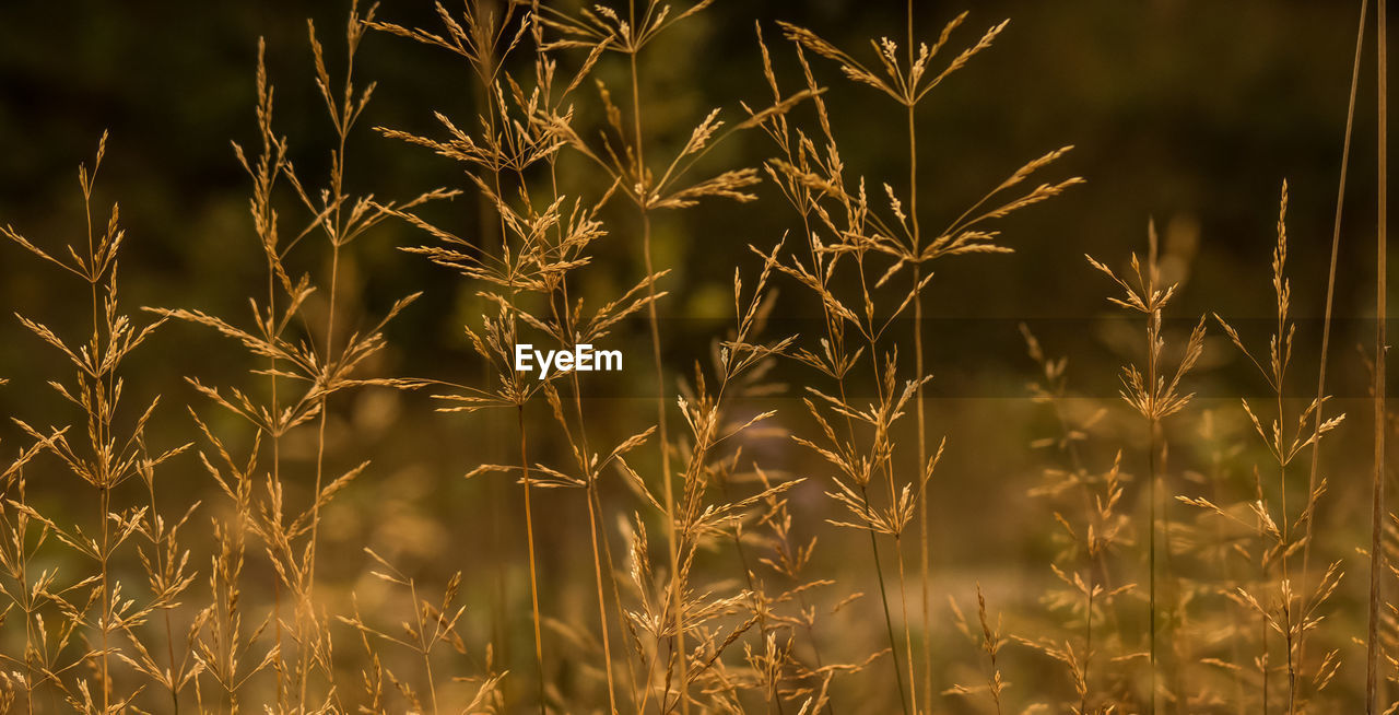 Close-up of stalks against blurred background