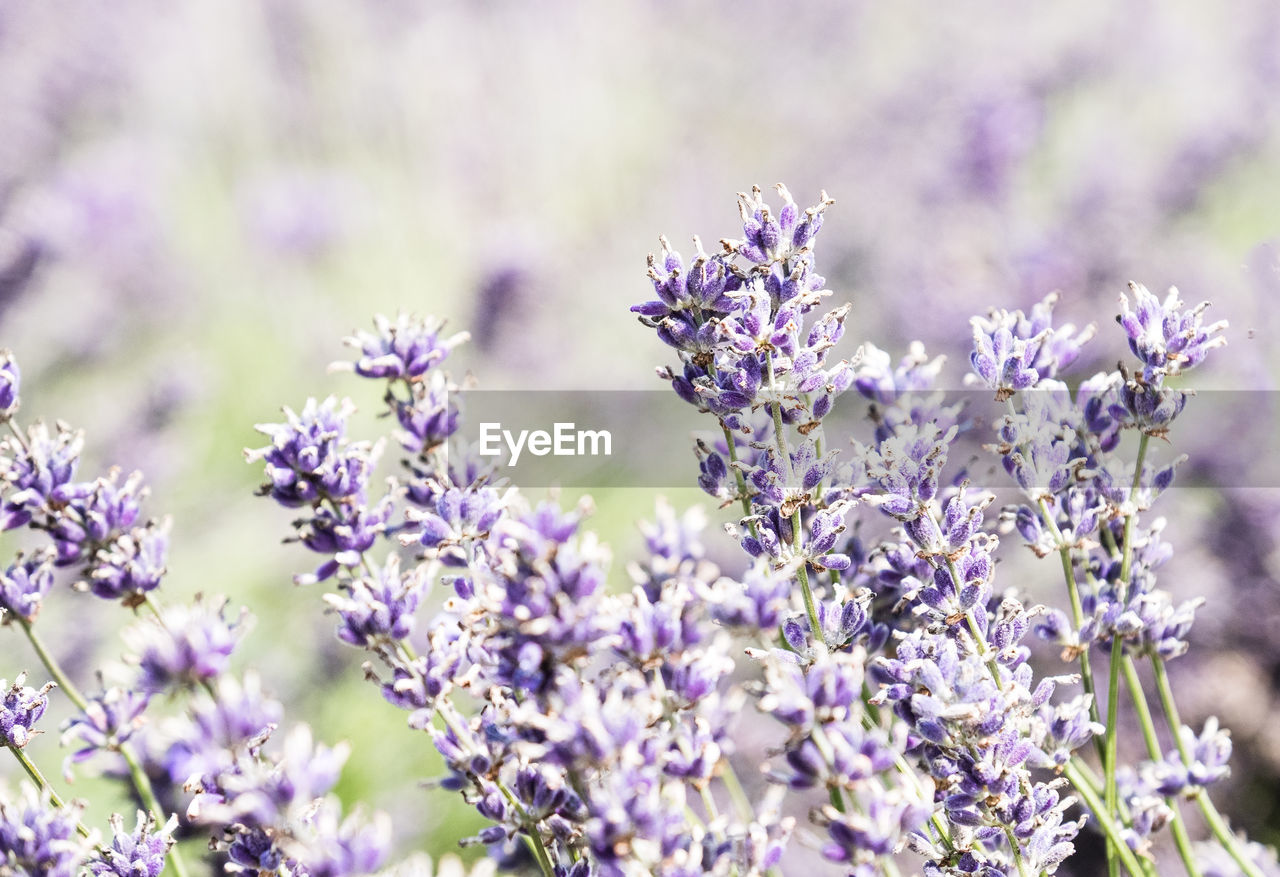 CLOSE-UP OF PURPLE FLOWERING PLANTS
