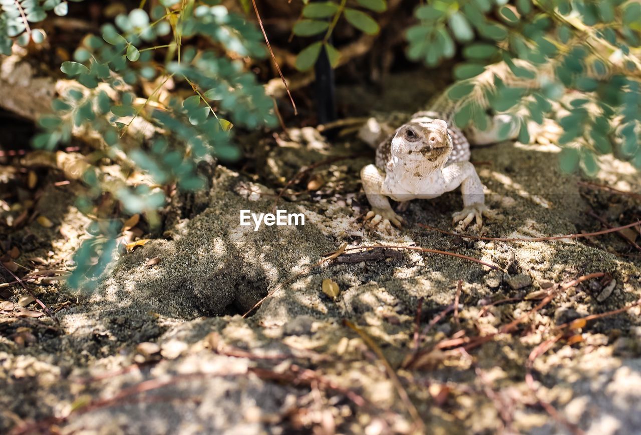 High angle view of lizard on field