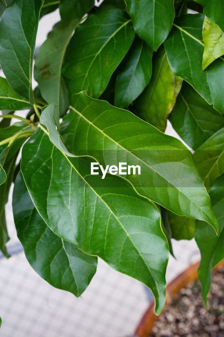 CLOSE-UP OF FRESH GREEN LEAF