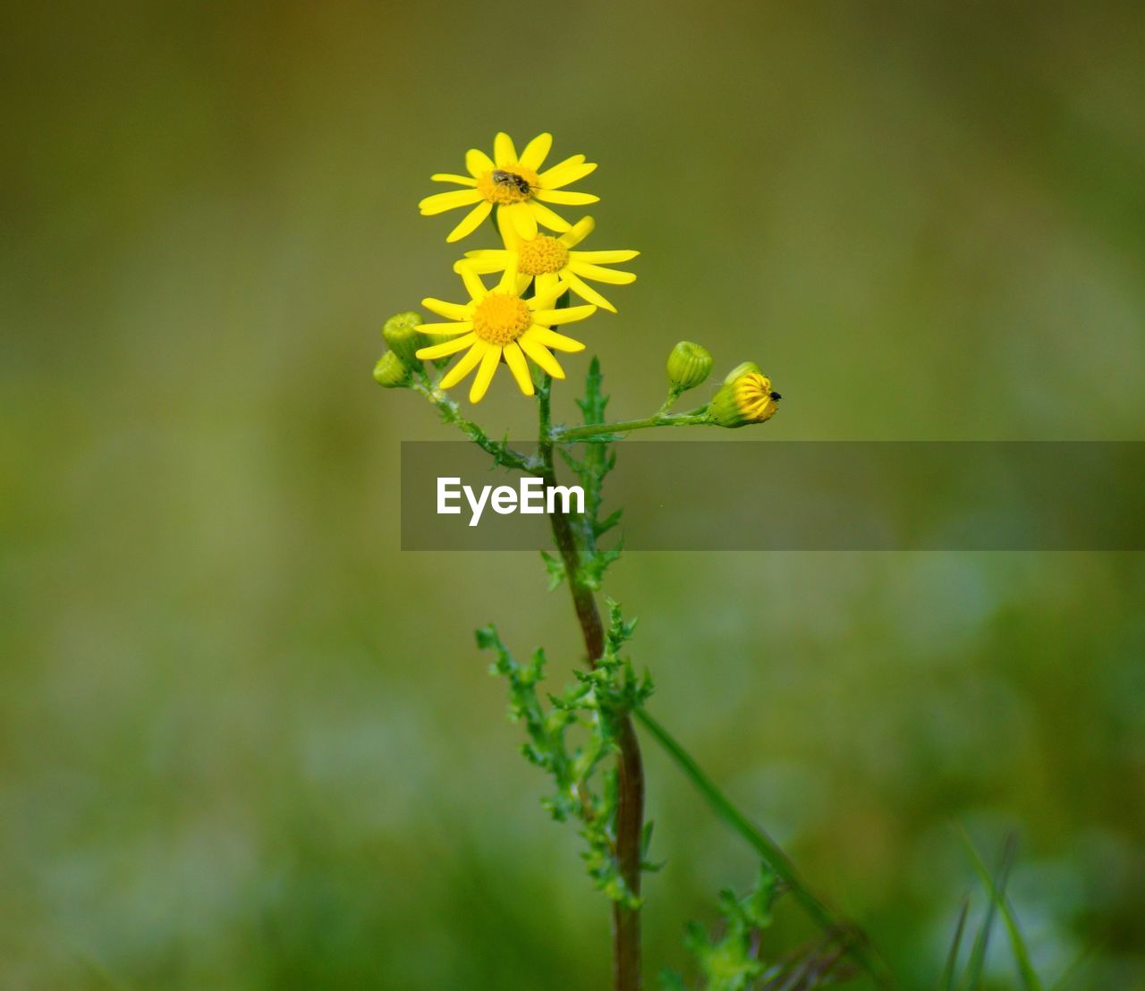 Close-up of yellow flowering plant