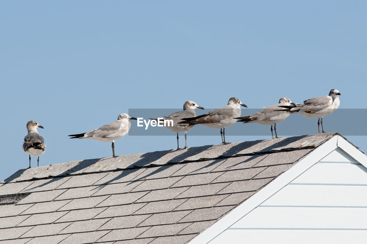 Seagulls on the wooden roof of a miami beach house against the blue sky