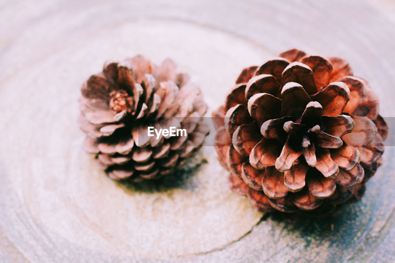CLOSE-UP OF PINE CONES ON TABLE