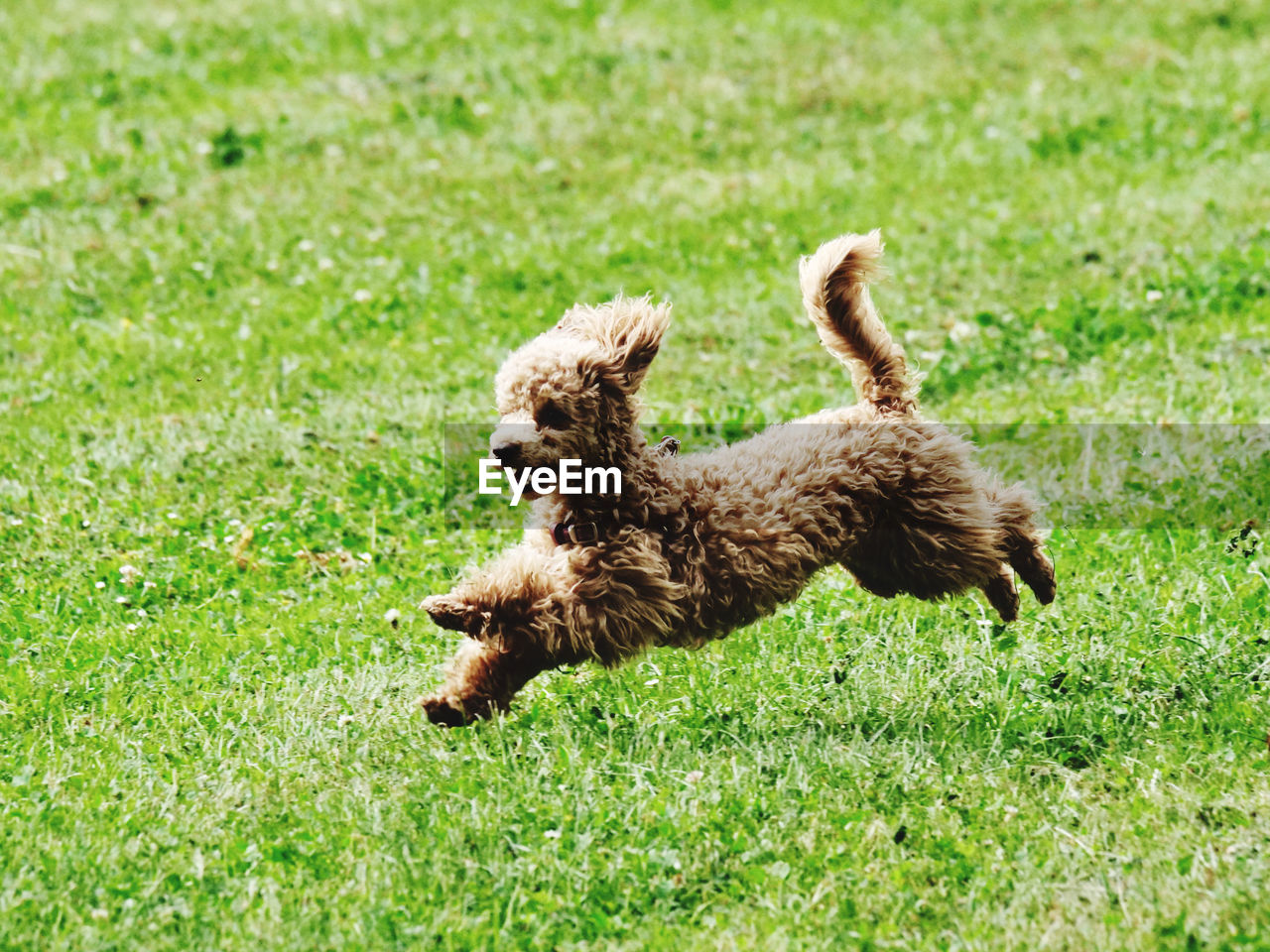 Dogs running on grassy field