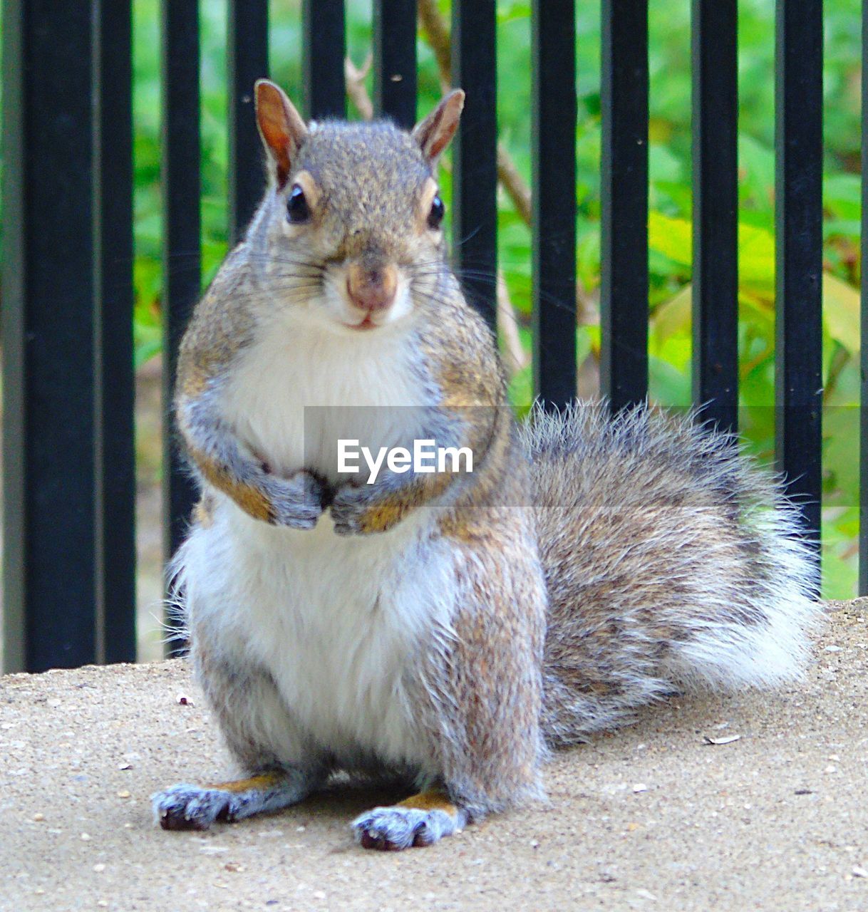 CLOSE-UP PORTRAIT OF SQUIRREL