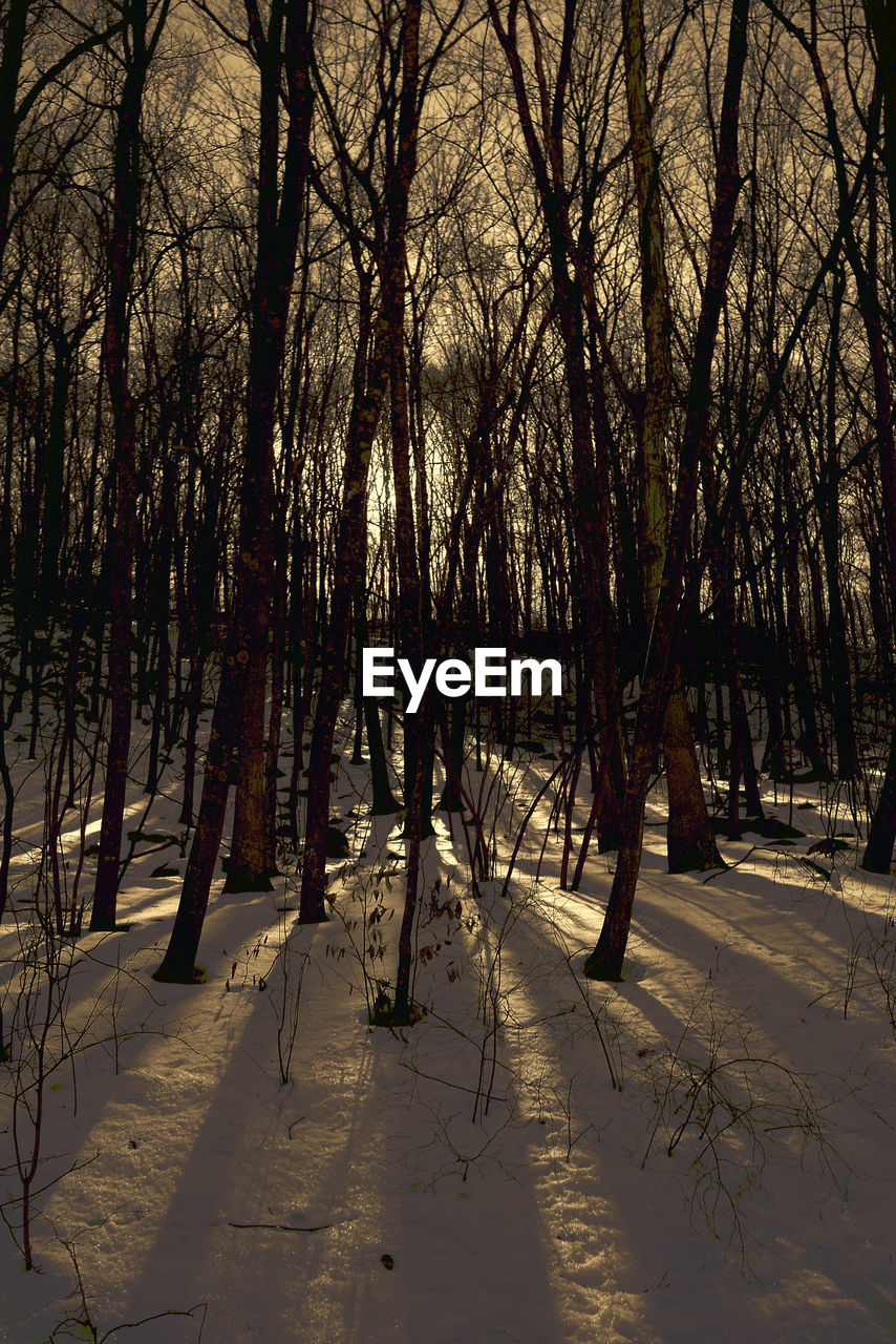 Trees on snow covered landscape