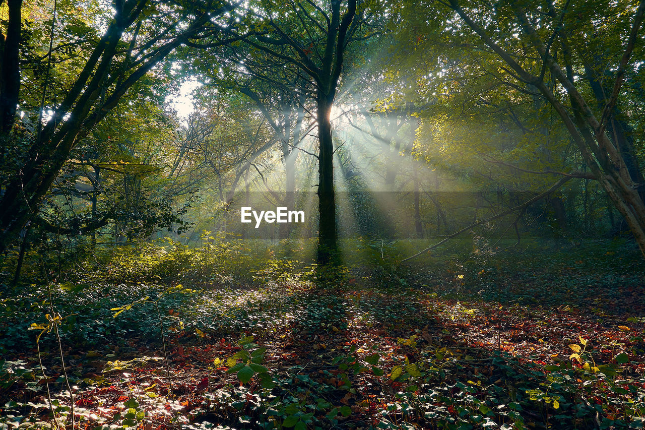 SUNLIGHT STREAMING THROUGH TREES DURING AUTUMN