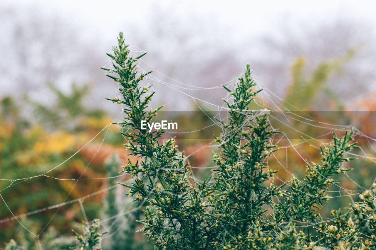 Close-up of plant growing on field