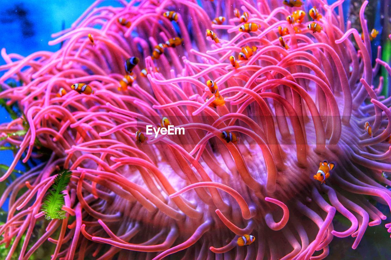 Close-up of coral in sea