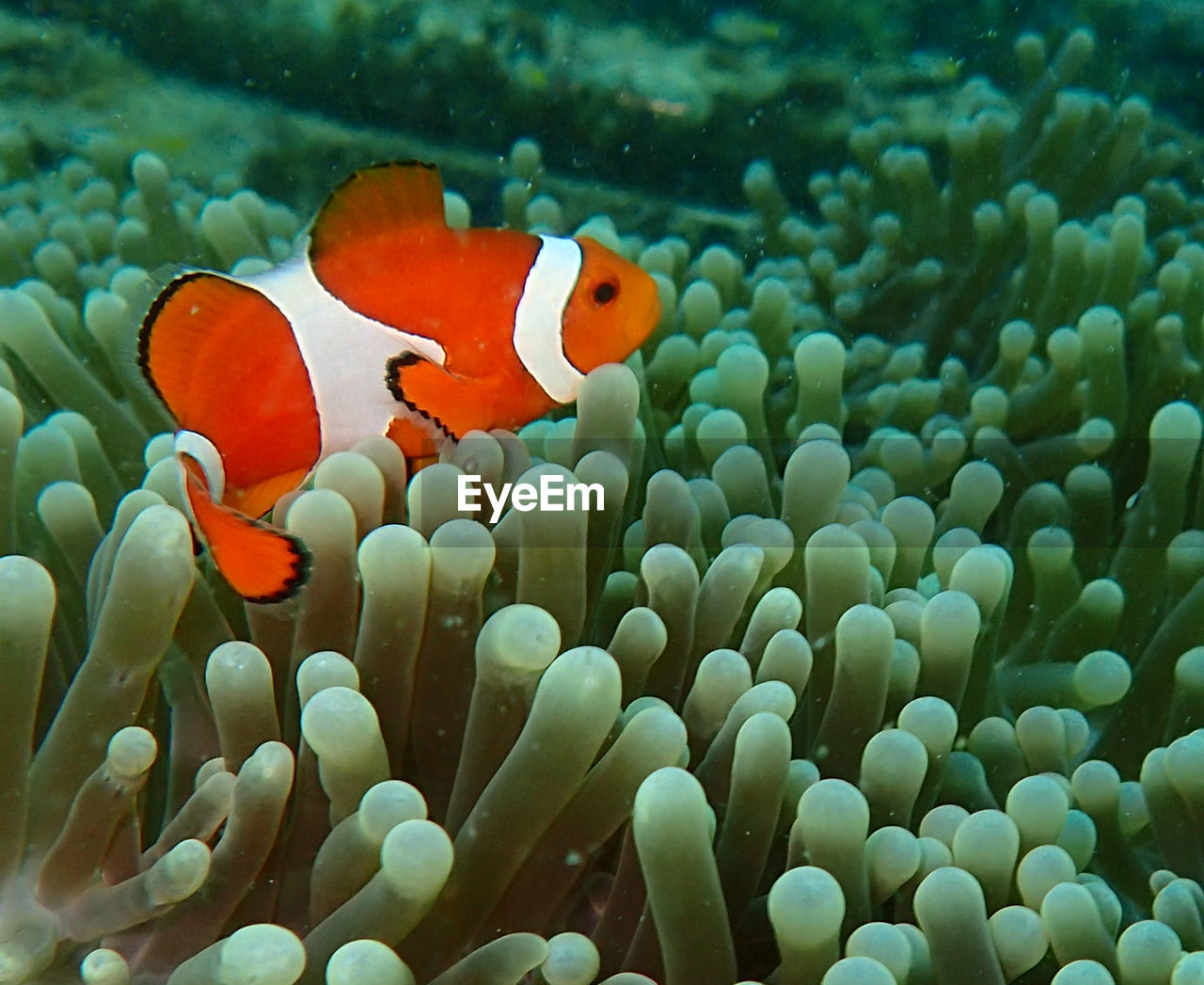 CLOSE-UP OF FISH UNDERWATER