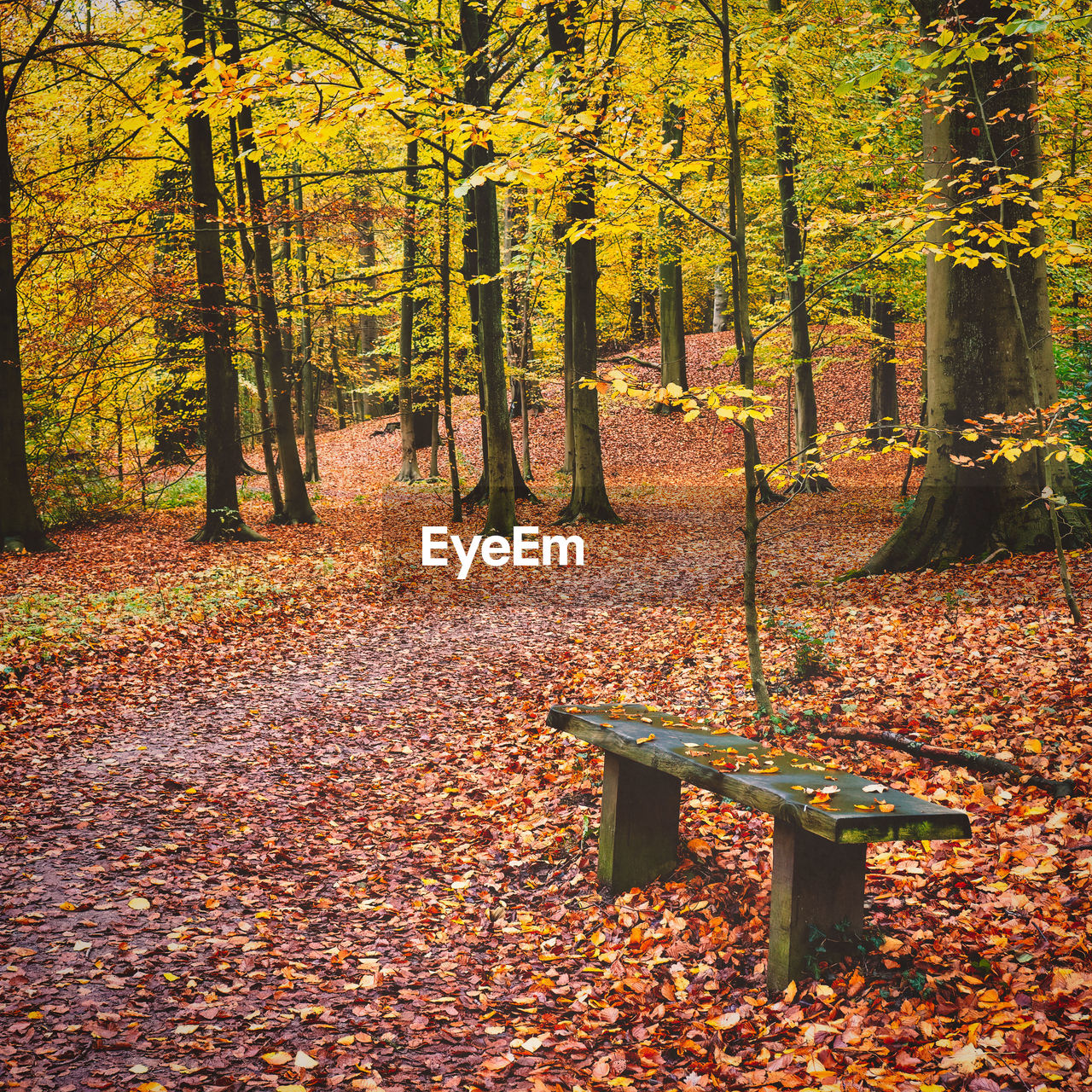 VIEW OF PARK BENCH IN AUTUMN FOREST